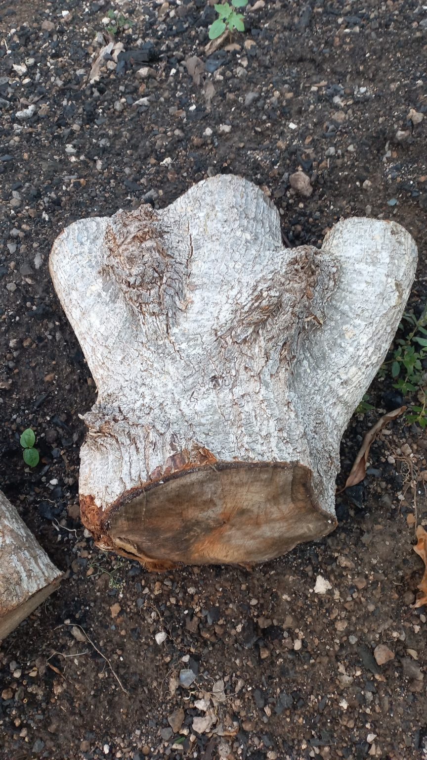 This piece of wood was cut from a tree uprooted by hurricane. Weathered by age, split, scarred, marked by many seasons of storms. It depicts resilience of The Bahamian People. Like The Heartwood still warm,friendly, unbroken