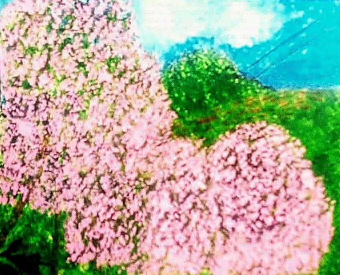 The hills of the island come alive with the resplendant Pink poui trees against blue skies. A distinctive feature of the dry season.Dotting the island landsacpe..signalling the jubilance of the upcoming Easter period and celebrating life in full colour.