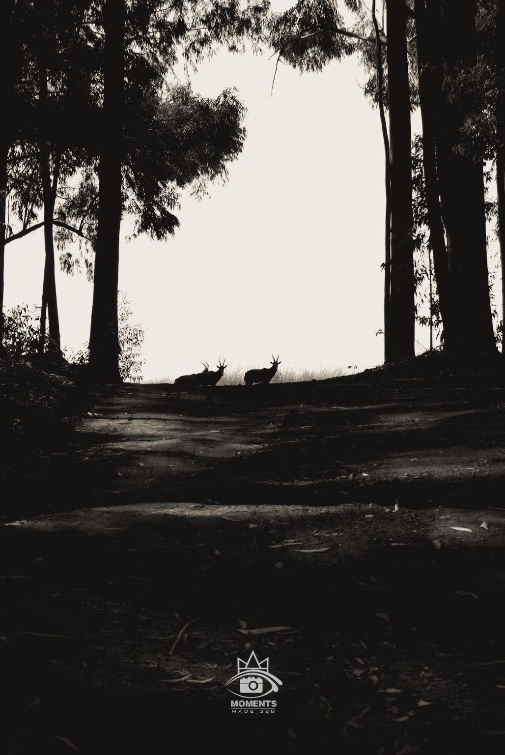 This photograph captures a quiet moment of reflection and connection with the environment, exploring identity, memory, and the beauty found in everyday life through natural light and emotion