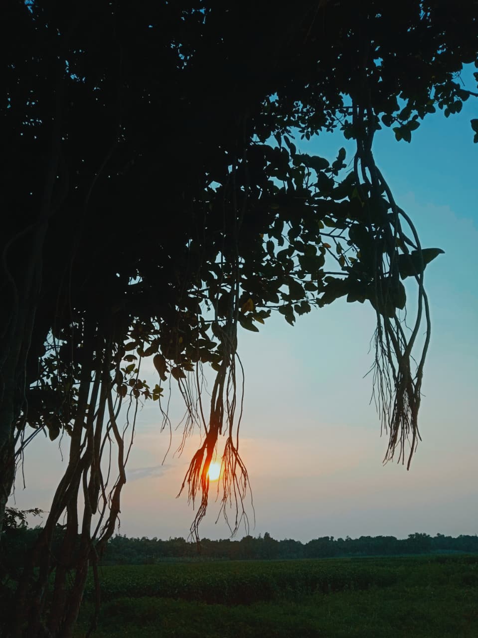 The hanging roots of an ancient Banyan tree reach down like nature's own threads, weaving a silhouette around the setting sun.